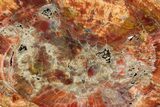 Colorful Petrified Wood (Araucarioxylon) Round - Arizona #261788-1